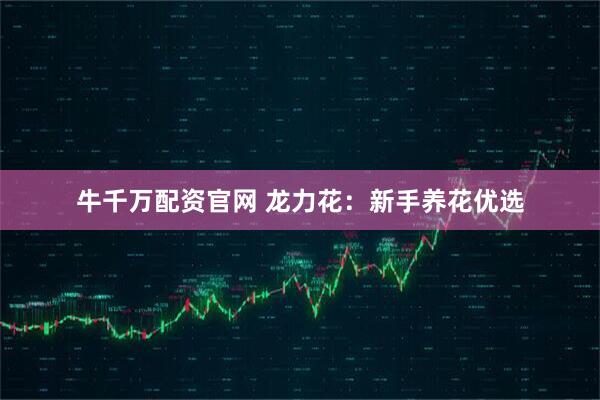 牛千万配资官网 龙力花：新手养花优选